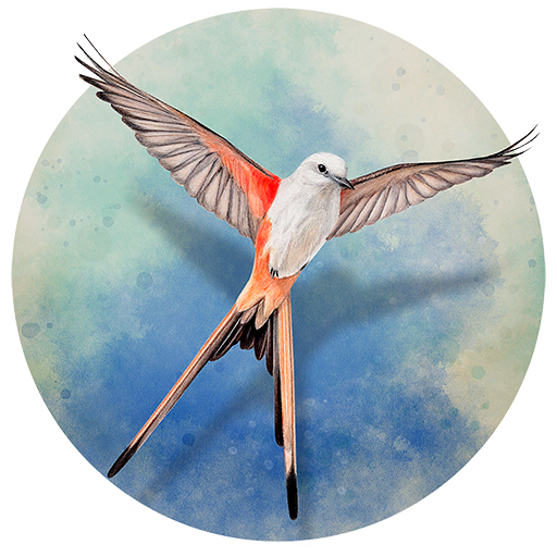 展翅翱翔 WINGSPAN for Mac v1.5.211 中文原生版 附DLC